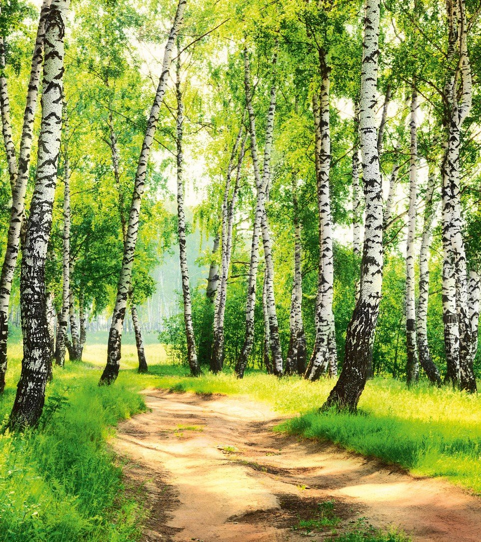 Березовая роща 3в Иркутск