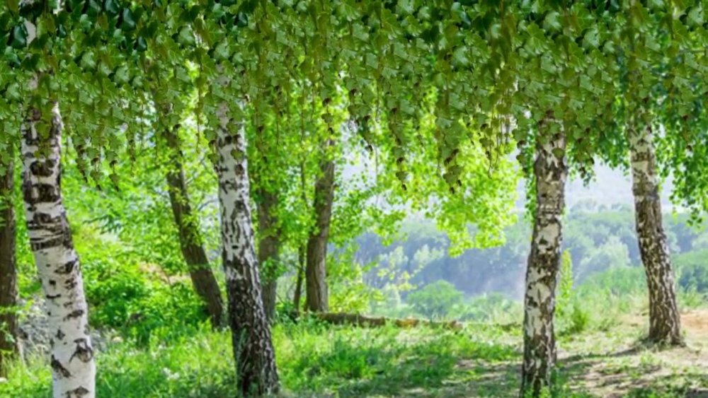 Березовый лес Курск