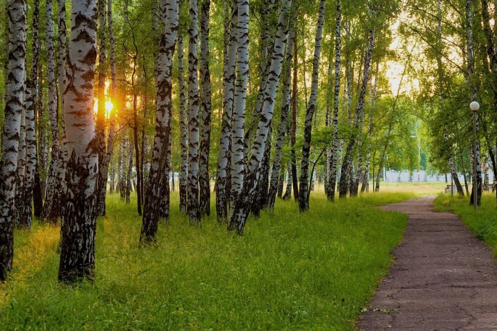 Саракташ Березовая роща