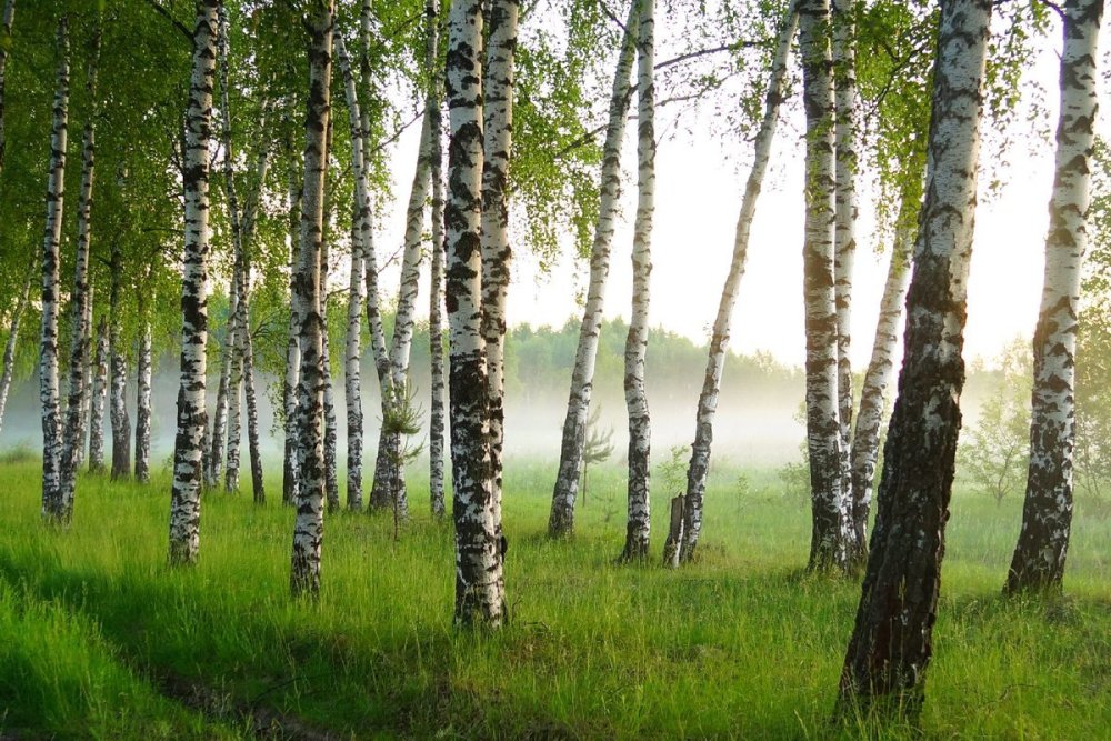 Берёзовые Рощи России