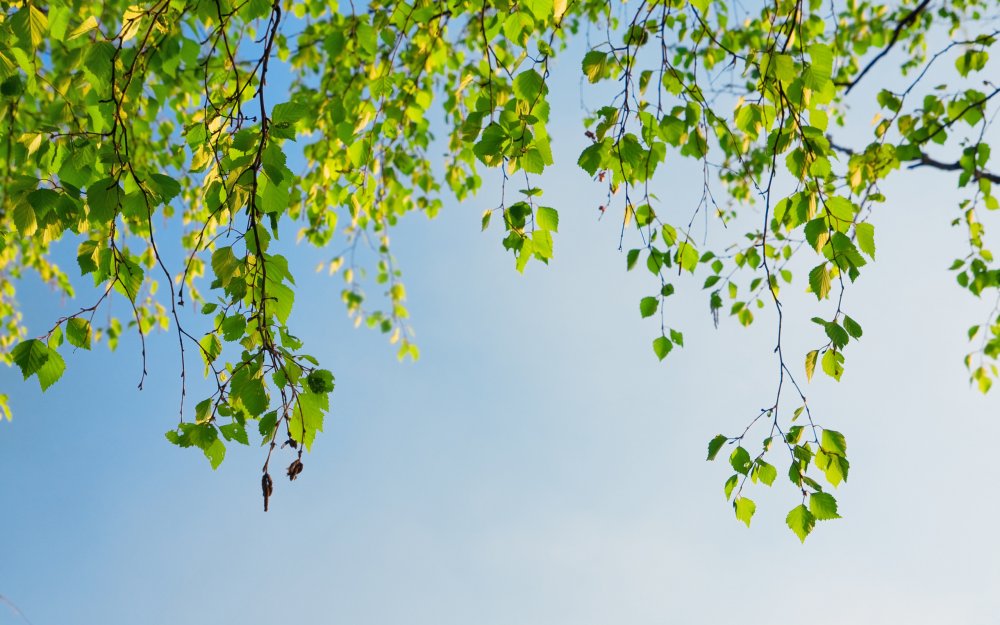 Белорусская Березовая роща