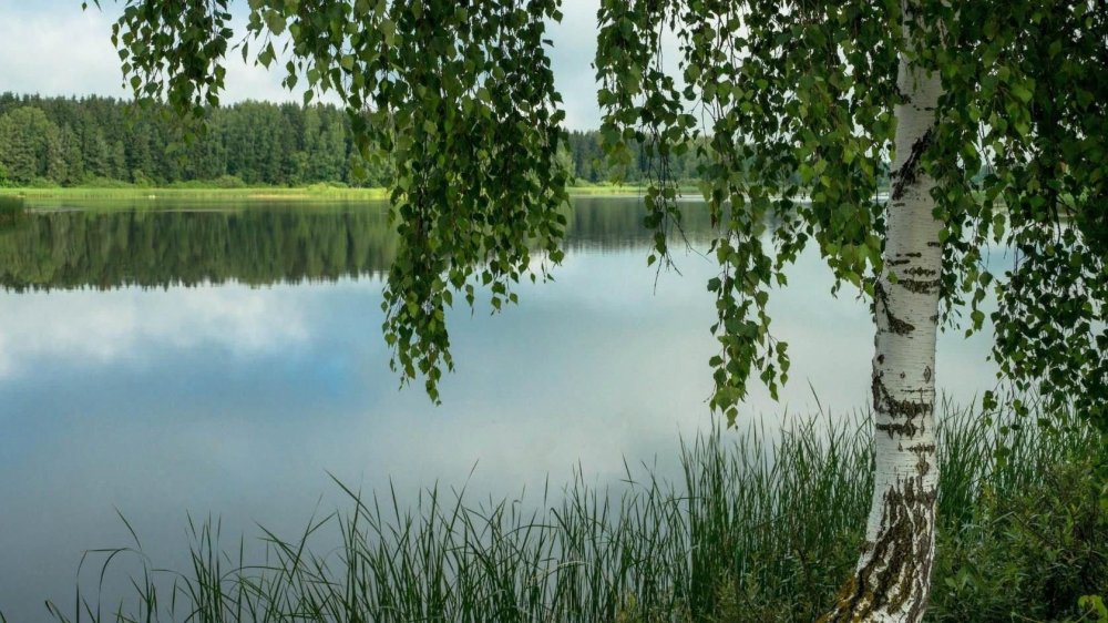 Березовая роща Томск