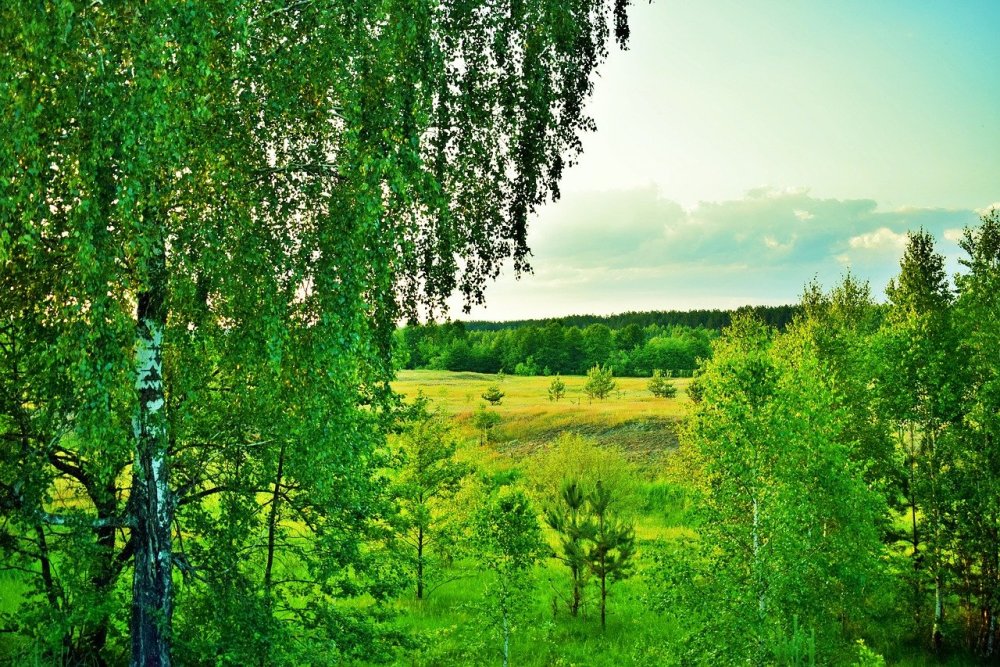 Береза летом