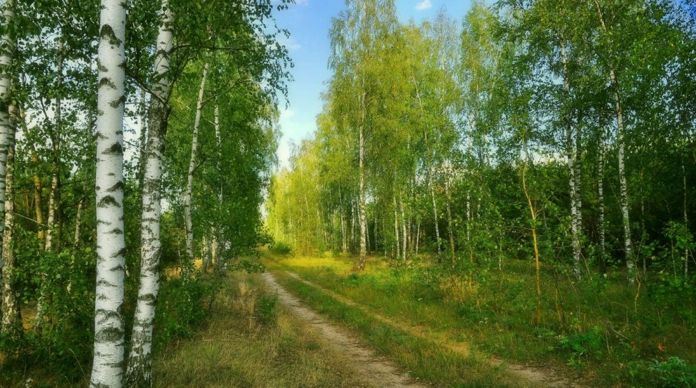 Березовая роща Челябинская область
