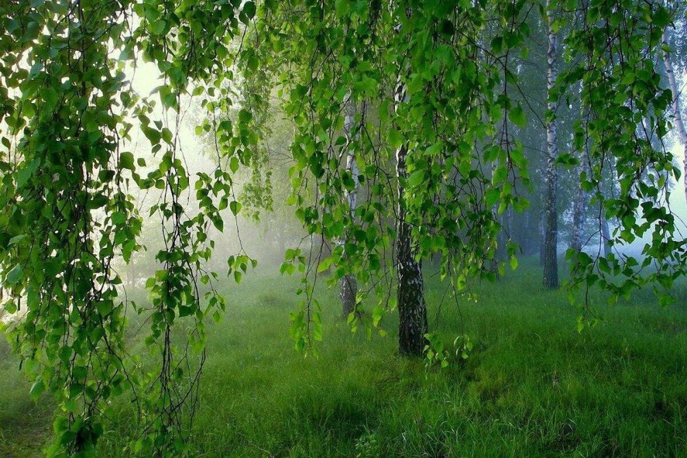 Березовая роща Ясная Поляна