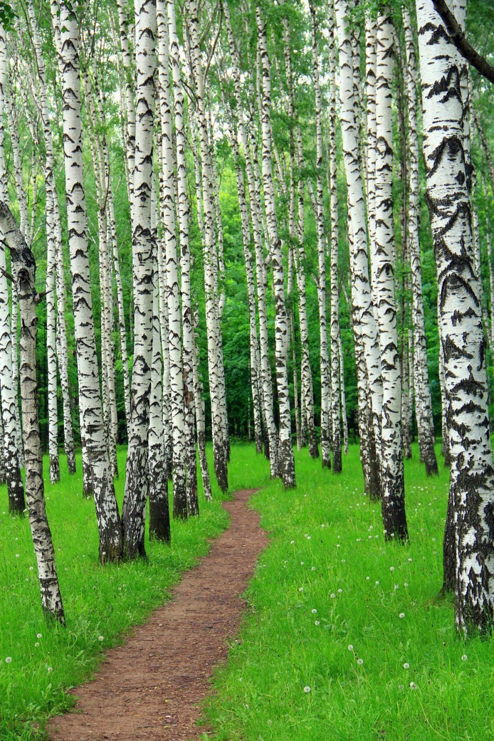 Елово березовый лес