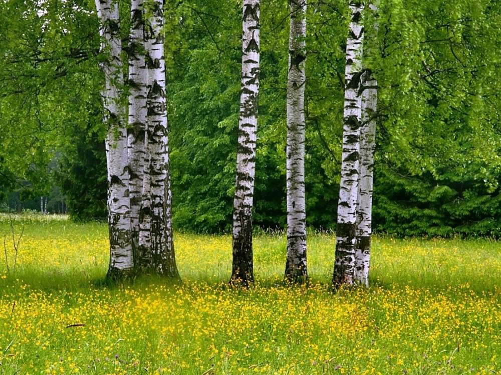 Березовая роща Тутаев