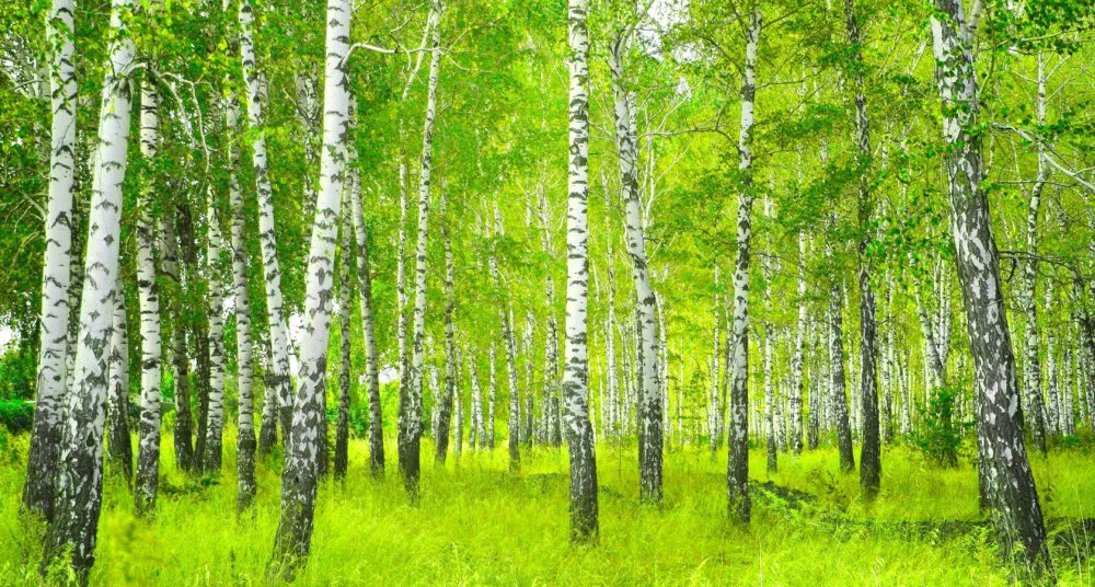 Береза березовый Березняк