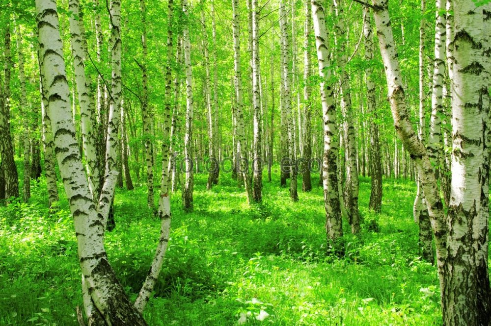 Березовая роща береза повислая