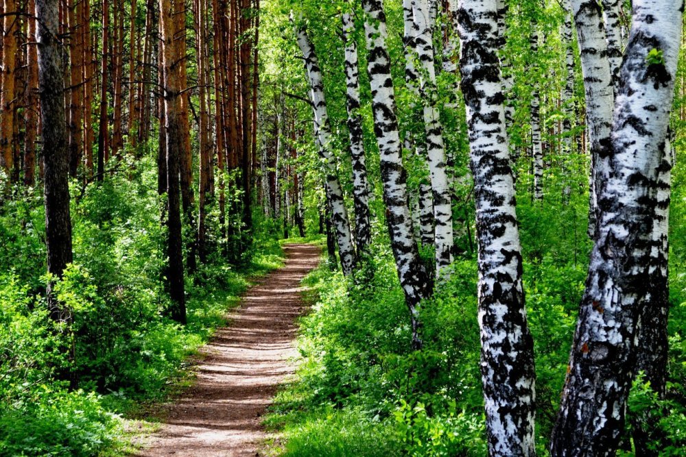 Веточка березы