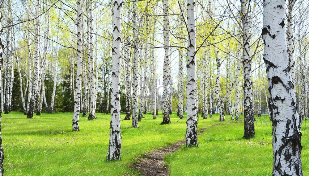 Берёзовая роща Красноуфимск