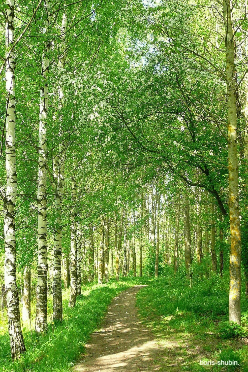 Березовая роща Горно Алтайск
