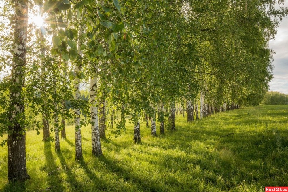 Березовая роща деревня река