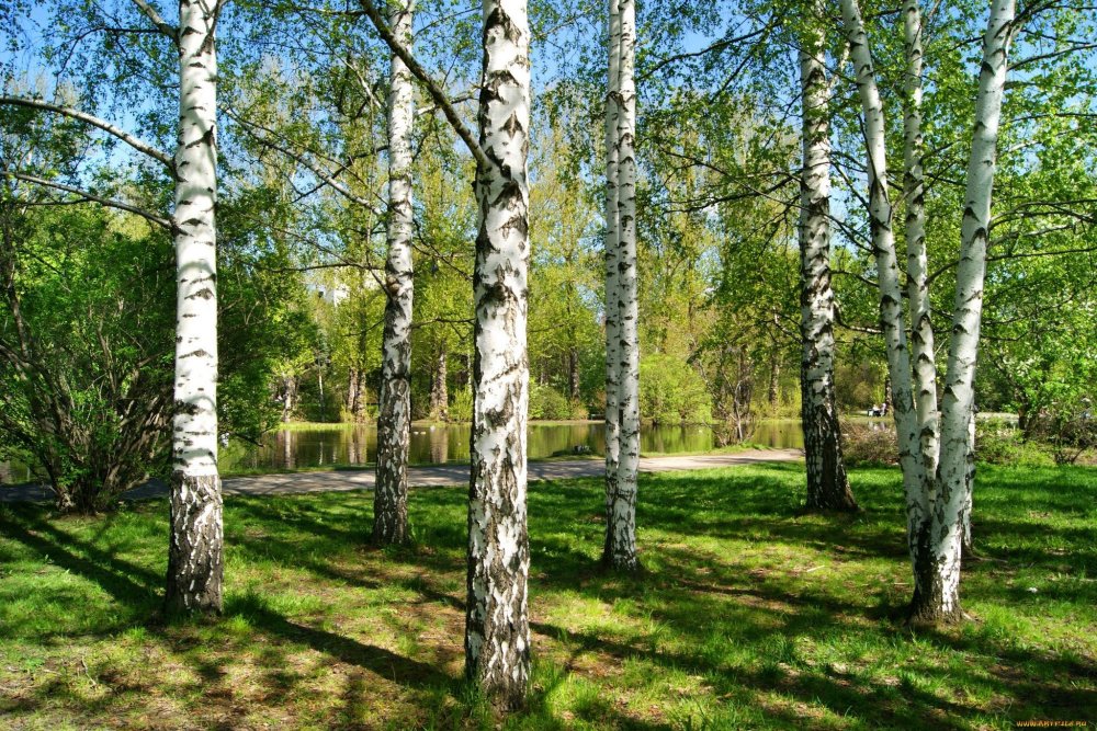 Березовая роща 27