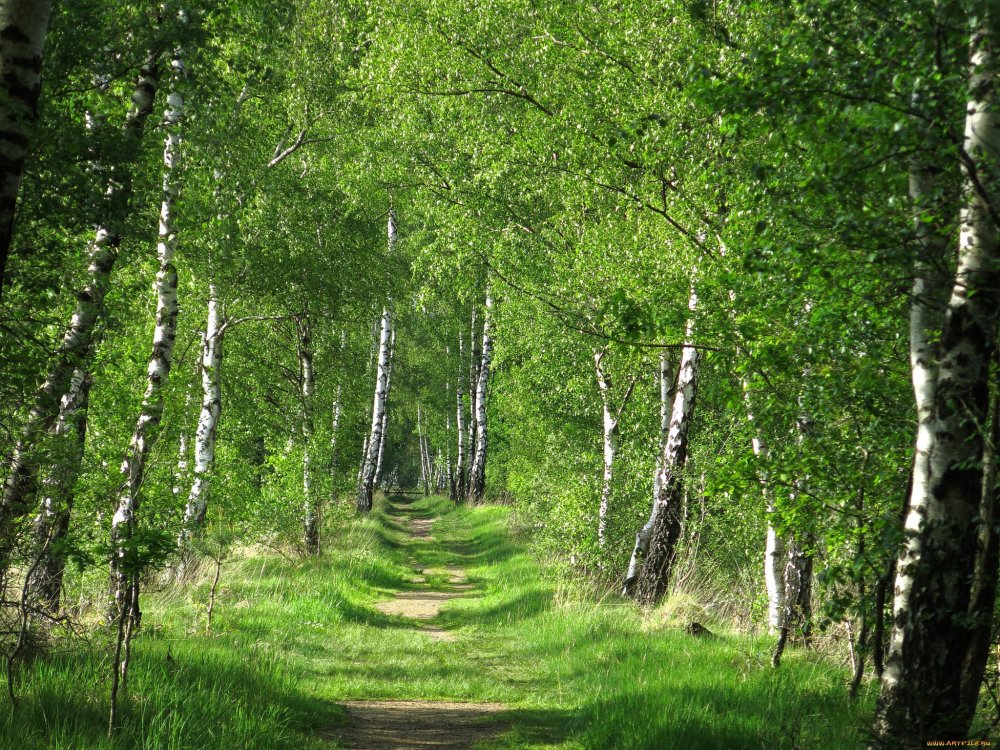 Мазурская береза