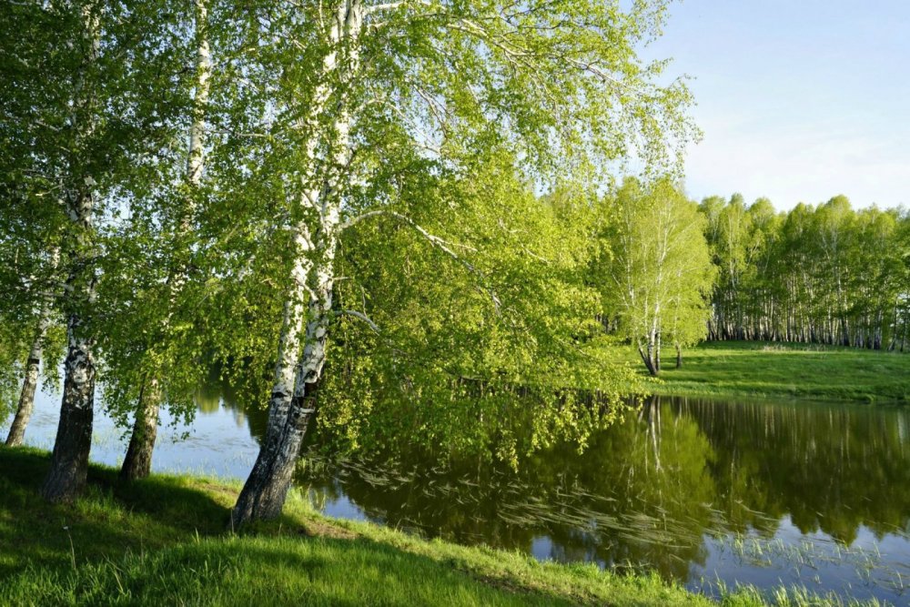 Берёза Радде