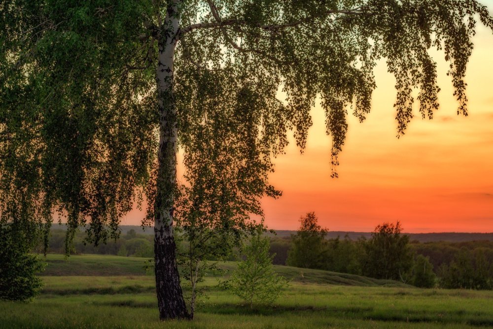 Природа Березовая роща Полянка речка