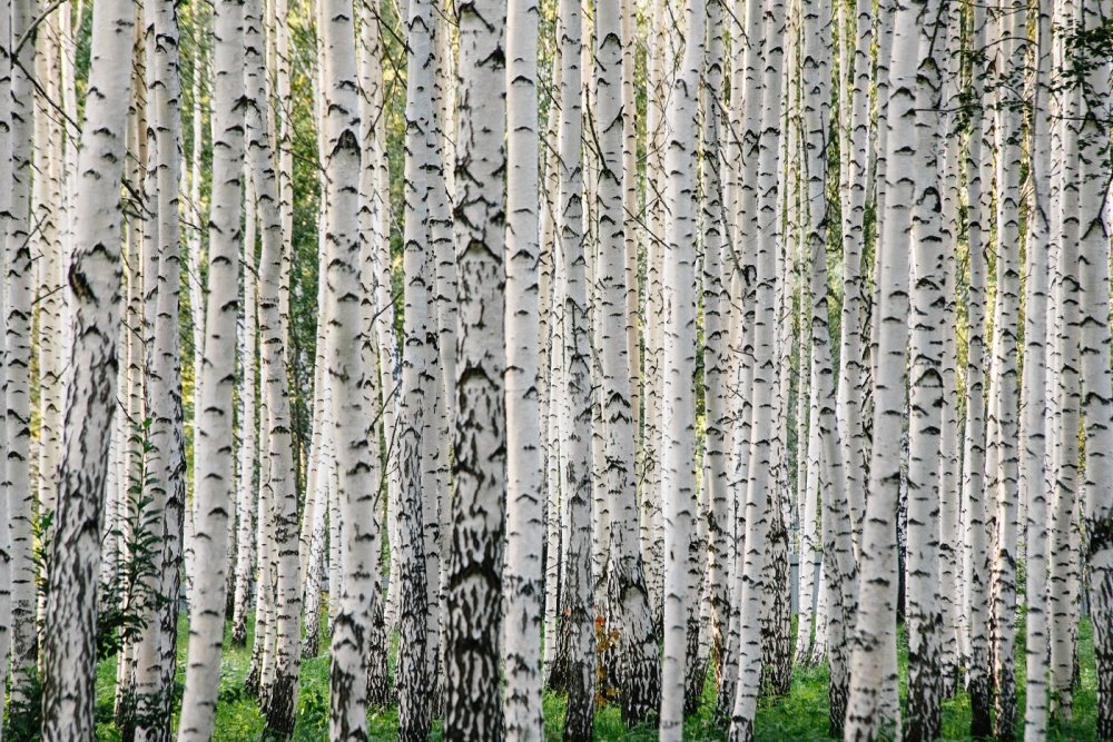 Березовая роща картина Елены Самарской