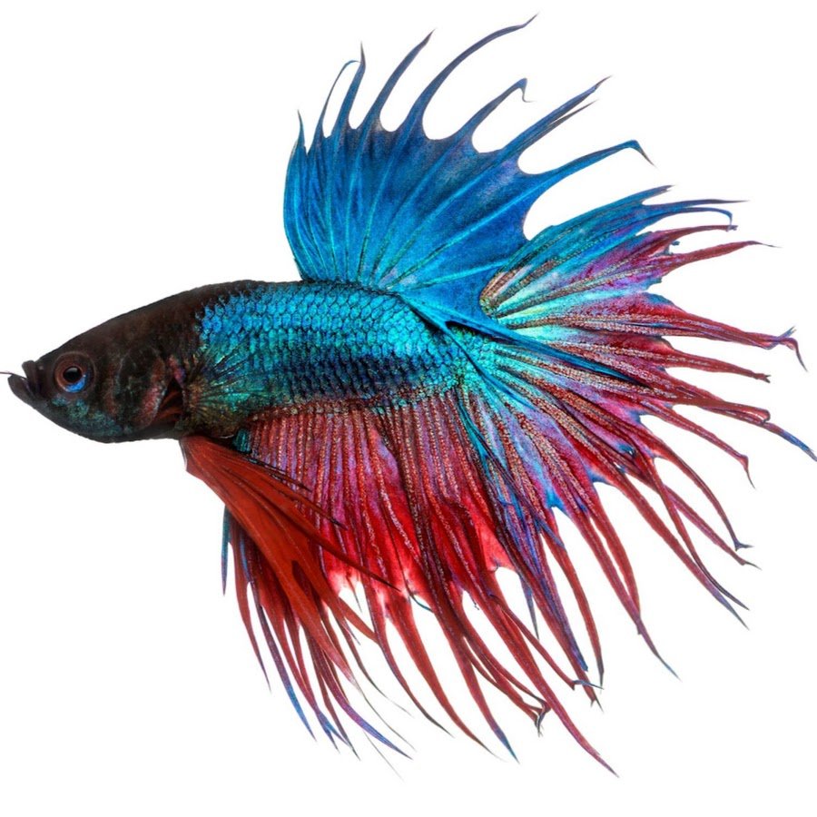 Рыбка петушок Бетта золотой