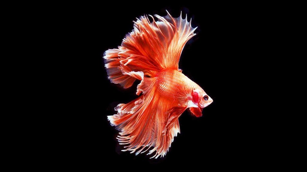 Рыбки на черном фоне