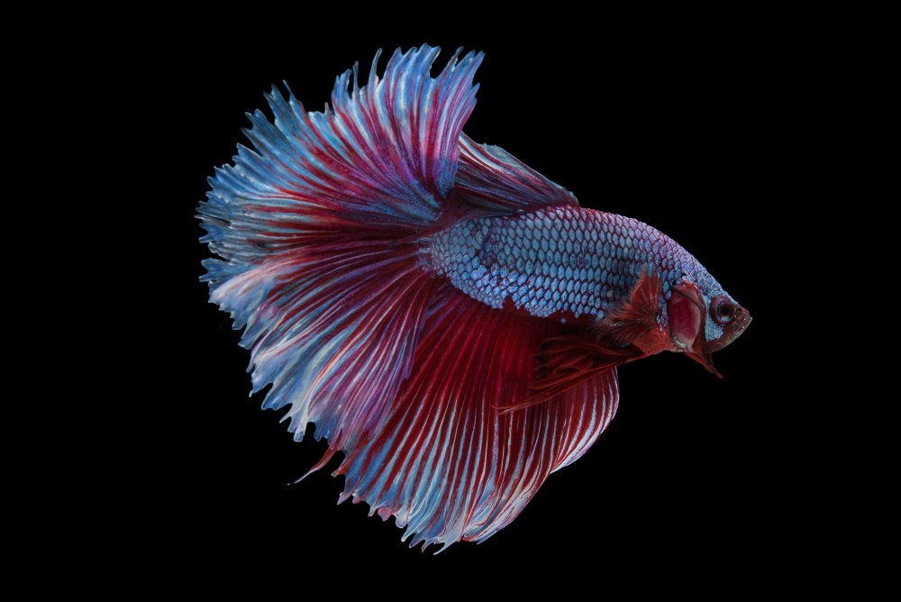 Рыбка петушок черно красный