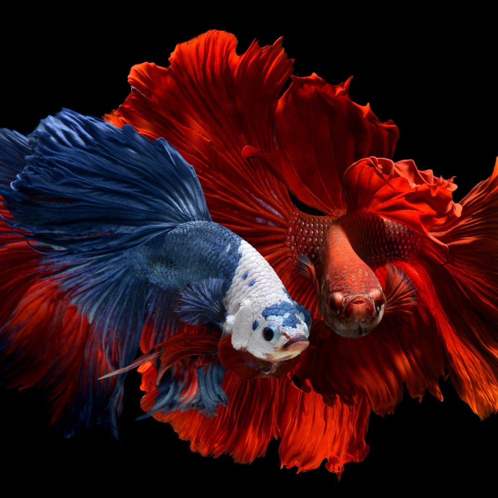 Рыбки Петушки на черном фоне