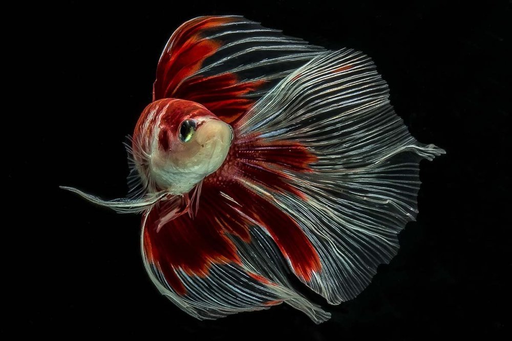 Бойцовая рыбка петушок