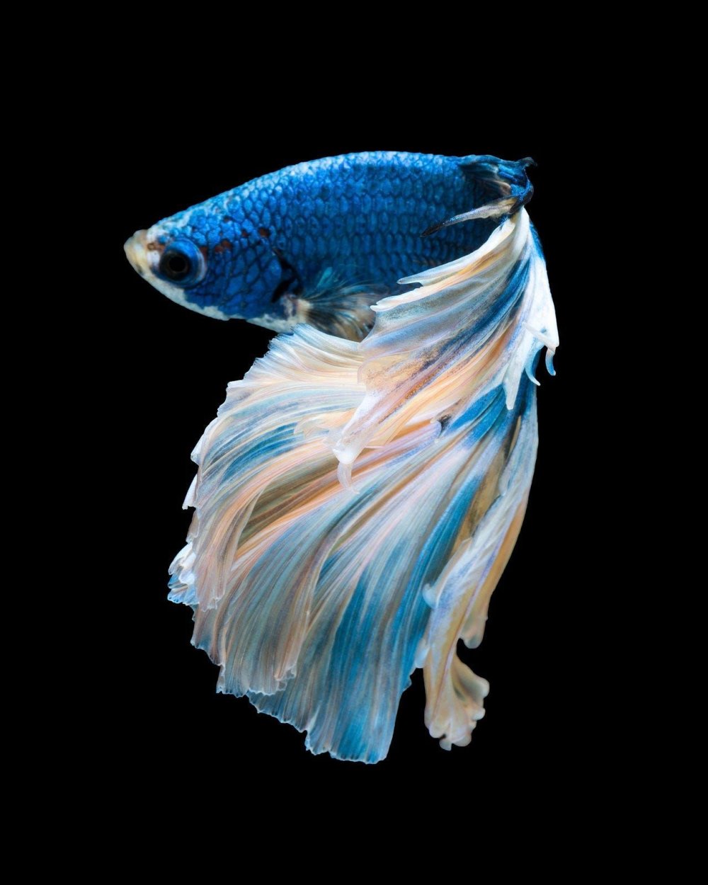 Рыбка петушок Бетта золотой