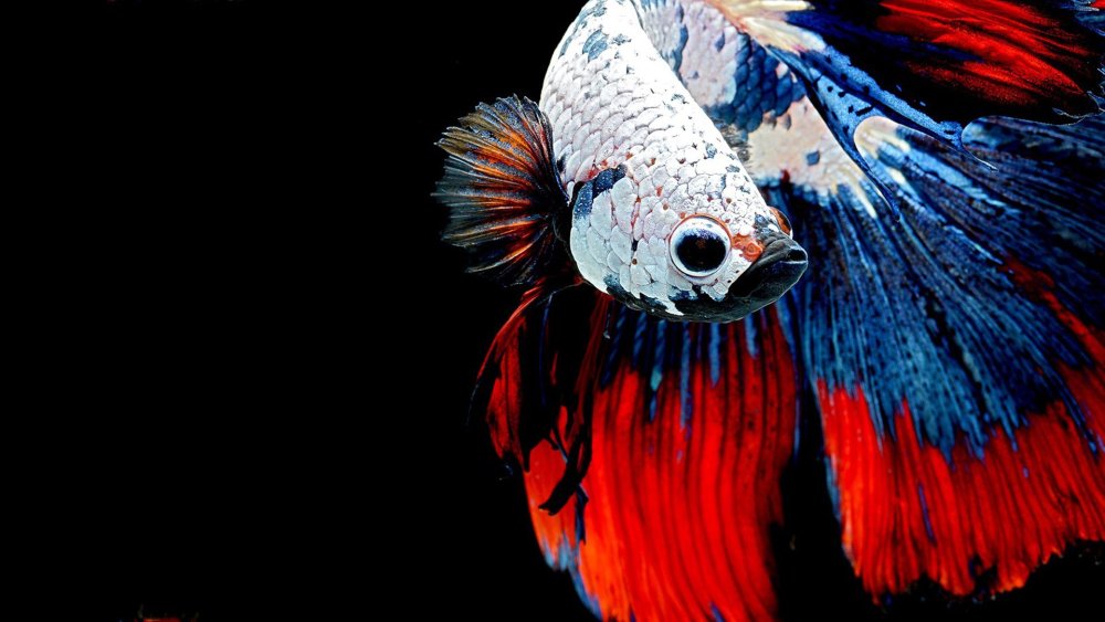 Бойцовая рыбка Betta splendens из Бирмы