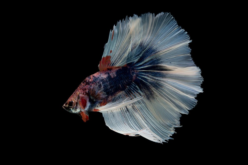 Бойцовые Петушки рыбки