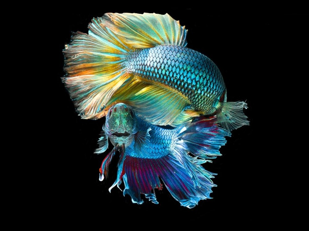Рыба петушок на черном фоне