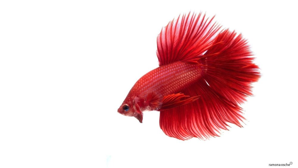 Red Betta Fish