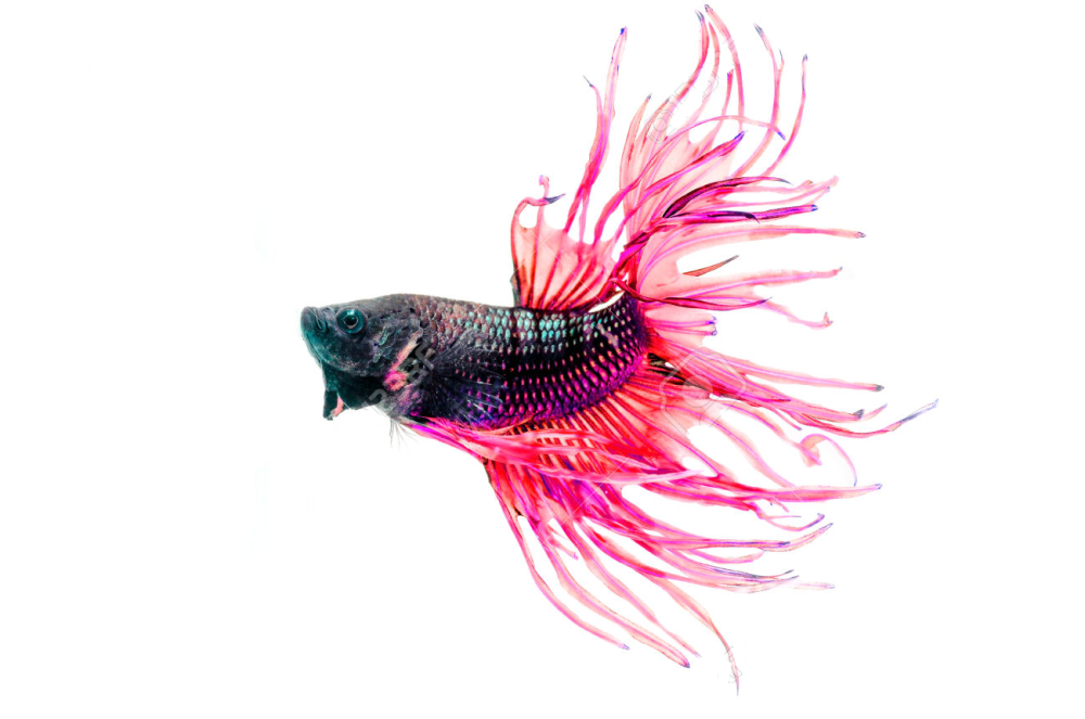 Красивые рыбки на черном фоне