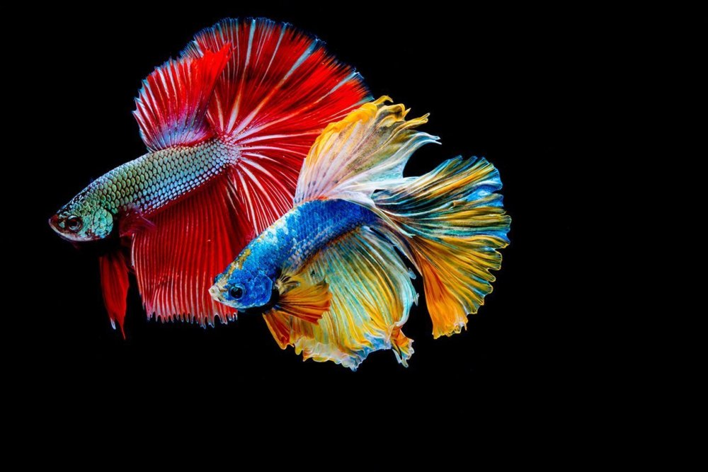 Сиамская Бойцовая рыбка айфон