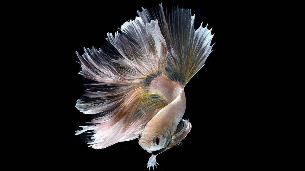 Betta Fish 2020