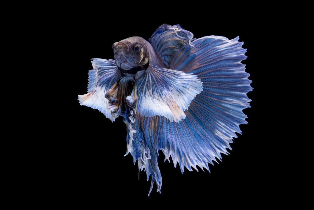 Рыбки на черном фоне