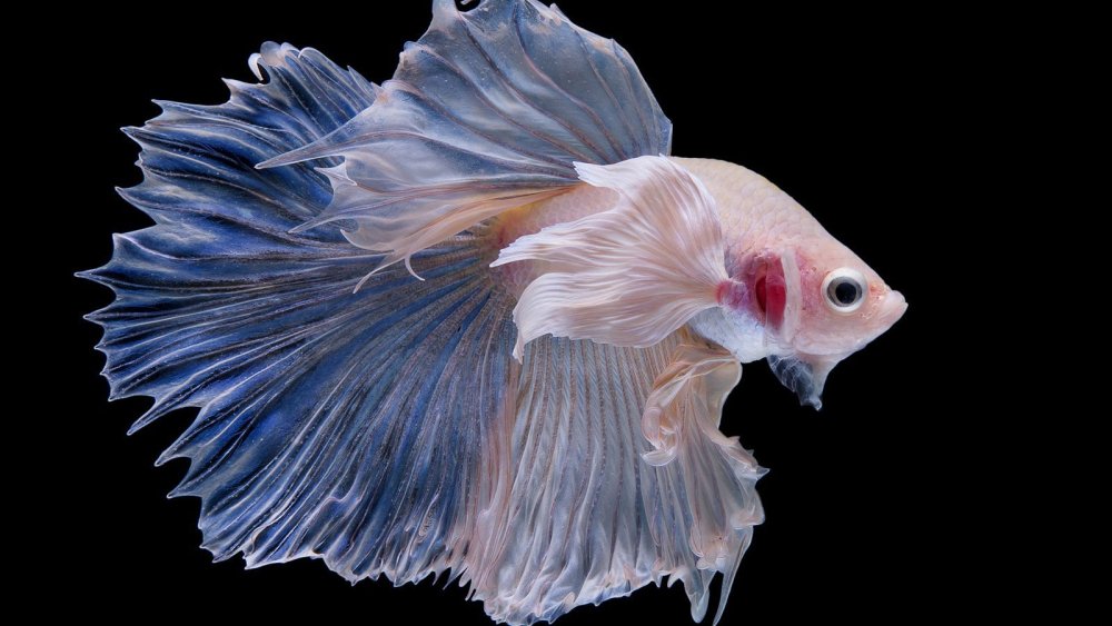 Бетта Фиш рыбка