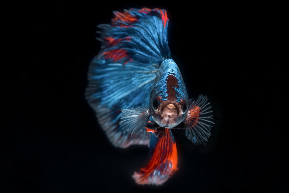 Бойцовая рыбка сиамский петушок