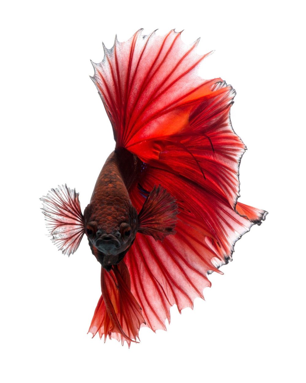 Бойцовые рыбки