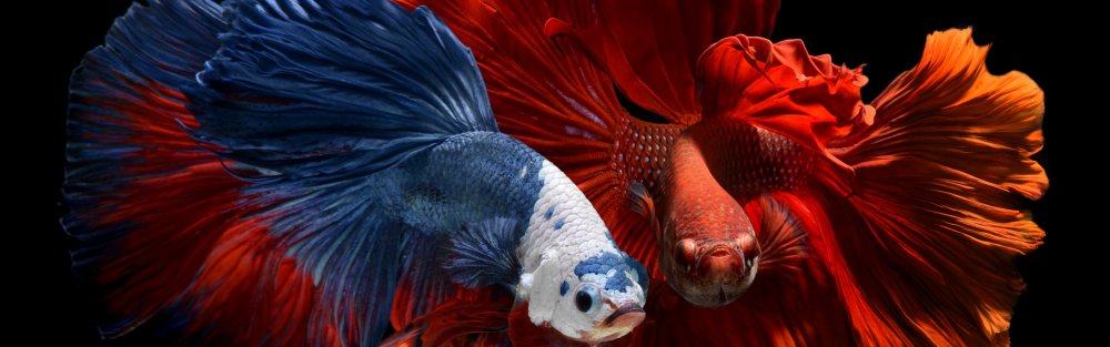 Аквариумные рыбки на черном фоне