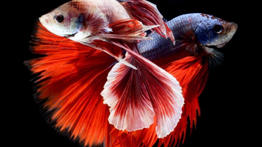 Рыбка петушок голубая