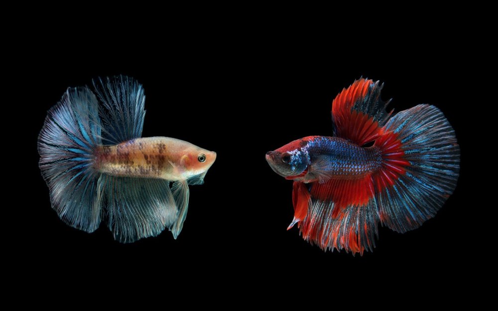 Рыбка петушок Бетта золотой