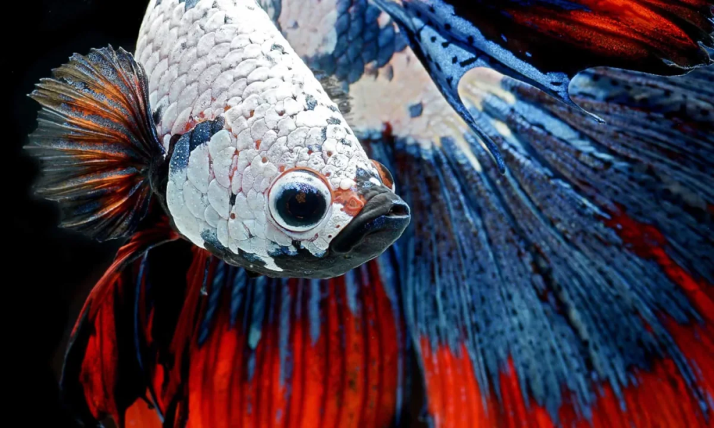 Красивые рыбы на черном фоне