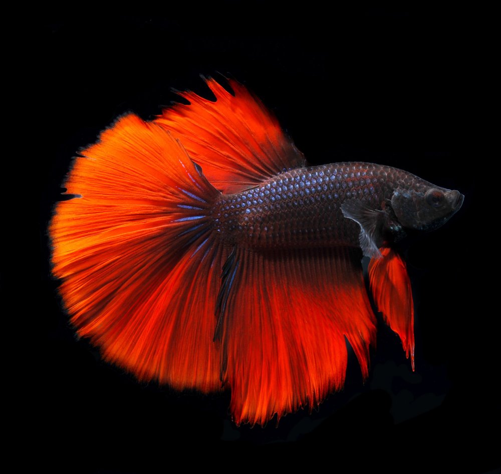 Рыбка петушок обои