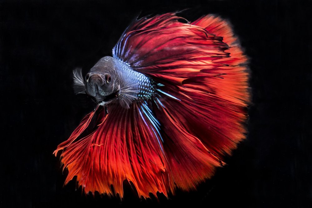 Заставка рыбки