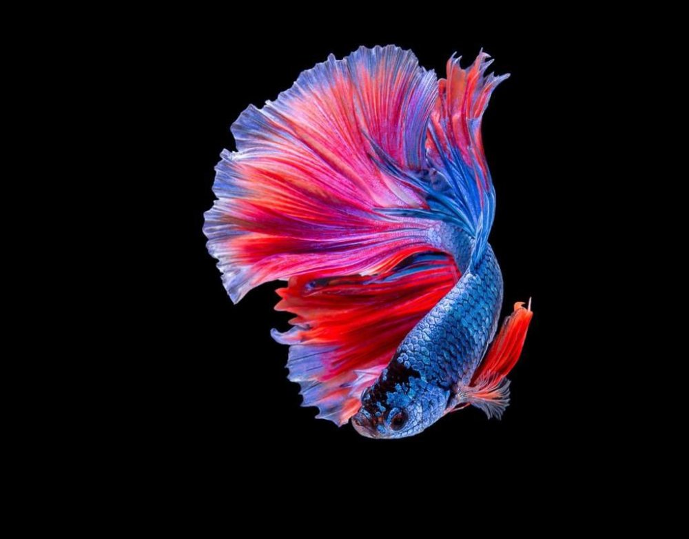 Рыбка на айфон