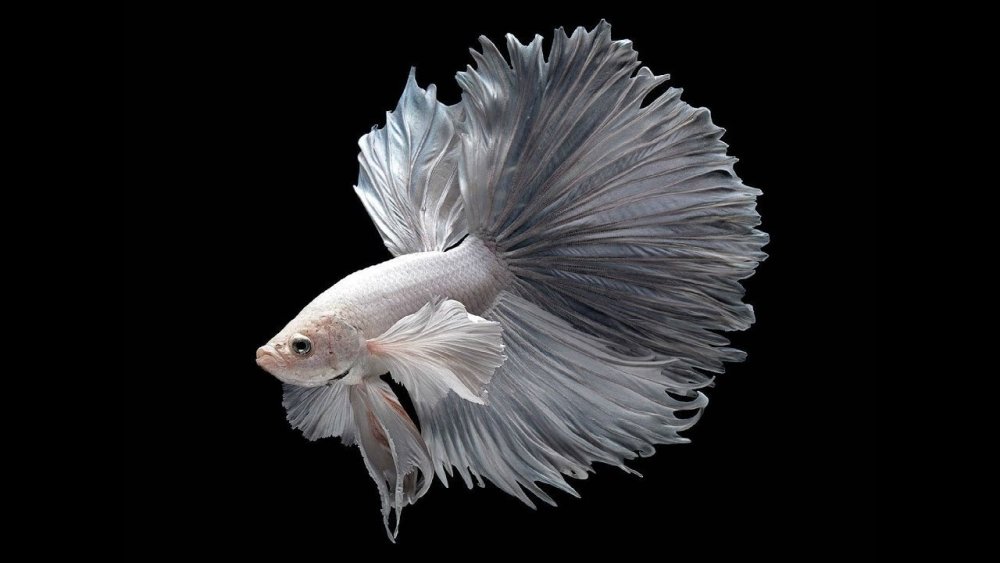 Прозрачная рыбка аквариумная сверху цветная