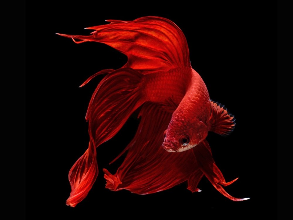 Петушок Халфмун Дамбо рыбка