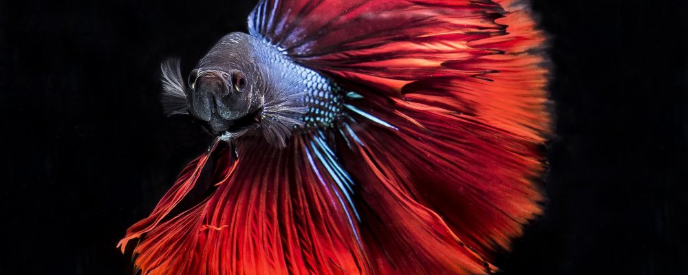 Красно синяя рыбка