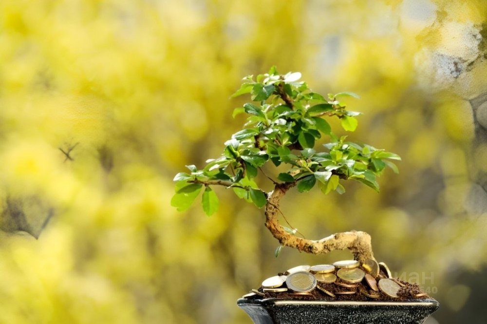 Дерево фэн шуй